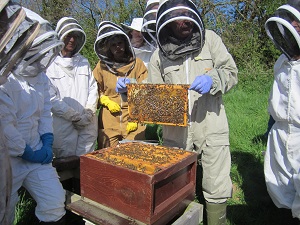 Beginners at the teaching apiary