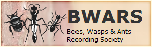 Bees, Wasps & Ants Recording Society