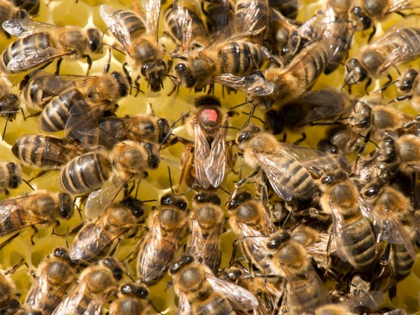 Honey bee queen with attendant workers