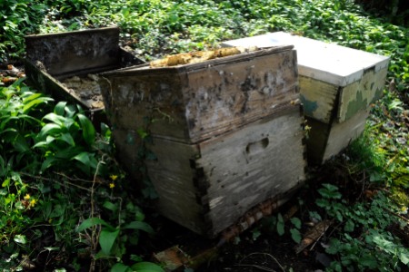 Abandoned hive