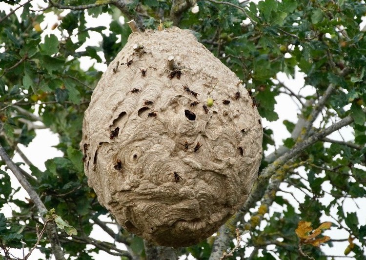 Secondary nest