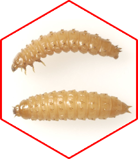 Small hive beetle larvae