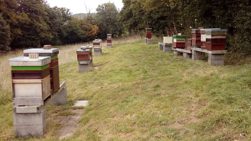 Branch apiary
