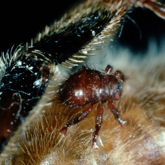 Braula Braula