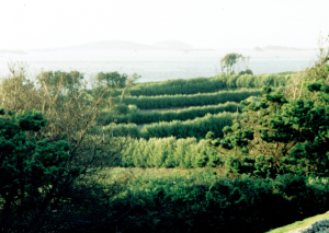Hedges on St Marys Windbreak hedges on St Marys