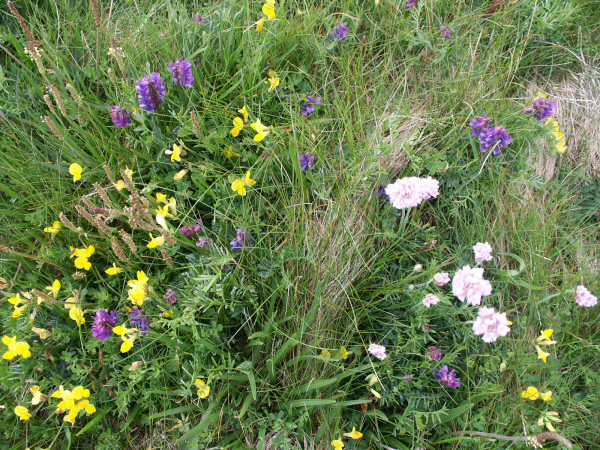 Orkney wild flowers