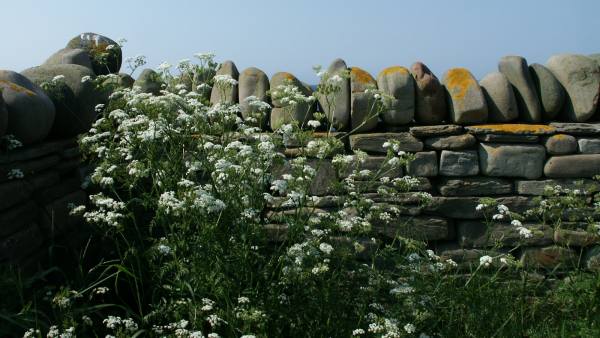 Orkney flowers Orkney flowers