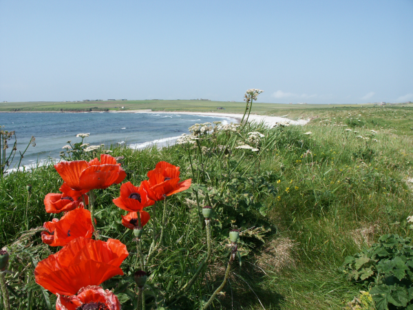 Orkney flowers Seashore flowers