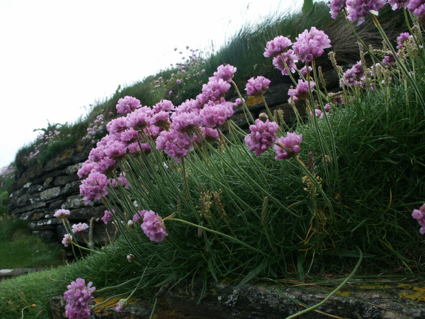 Orkney flowers Thrift