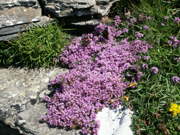 Orkney flowers Wild thyme