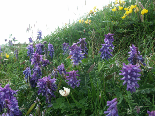 Orkney flowers Vetch