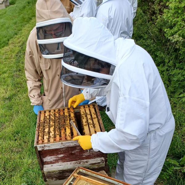 Opening hives