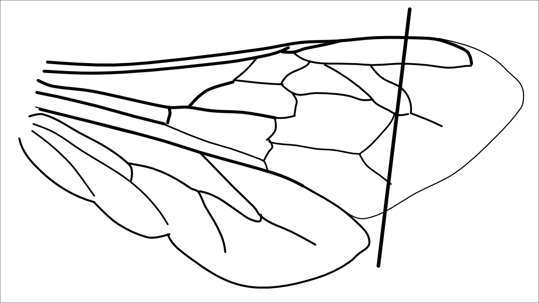 To clip a queen, remove ⅓ of one wing