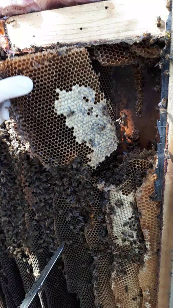 Section of comb Section of comb