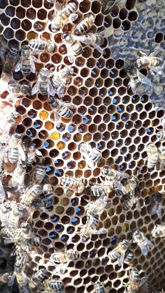 Honey comb Honey comb