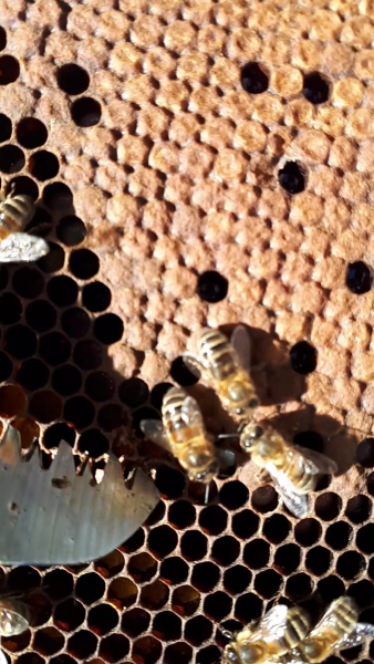 Brood comb Brood comb