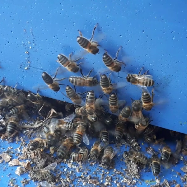 Bees fanning
