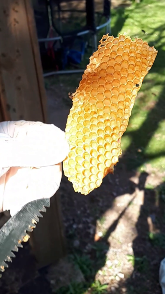 Comb sample Comb sample