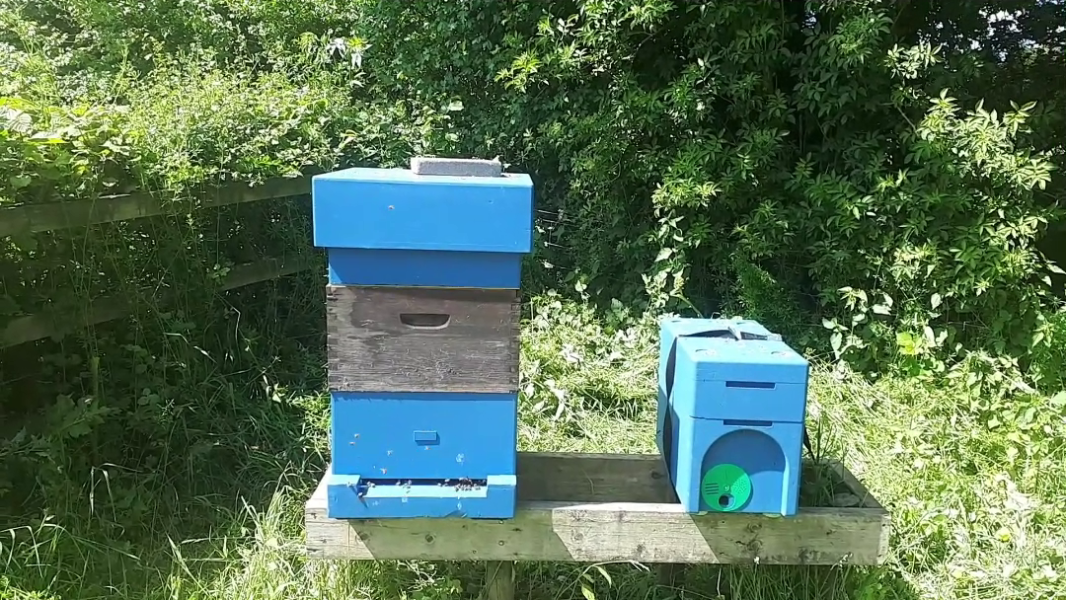 Transfer to apiary