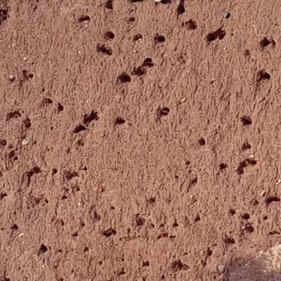 Bee holes in cobb wall