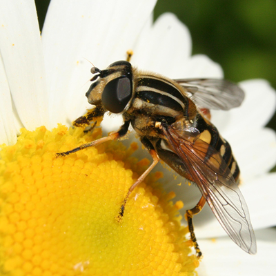 Two winged fly