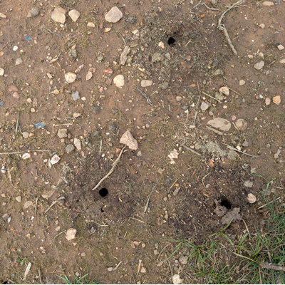 Solitary bee tunnels