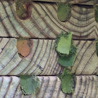 Bee hotel with sealed cells