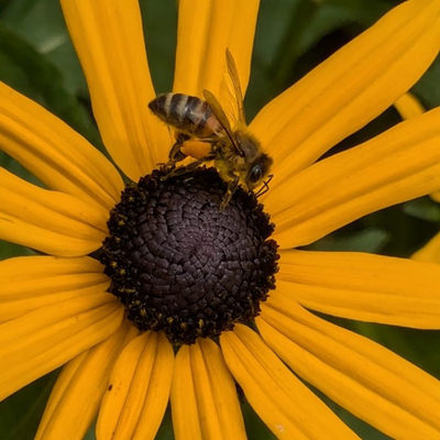 Honeybee with pollen load