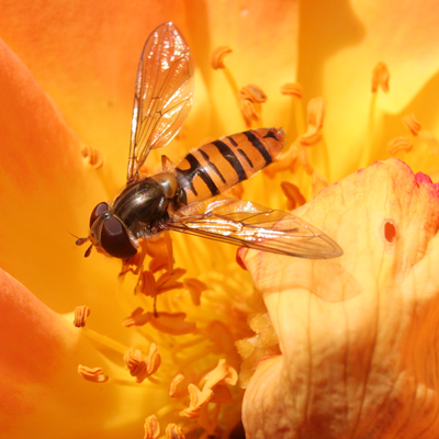 Hover fly