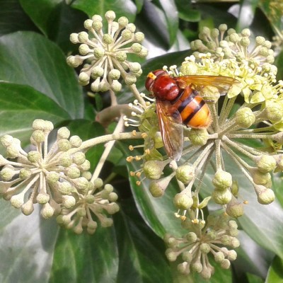 Bee mimic