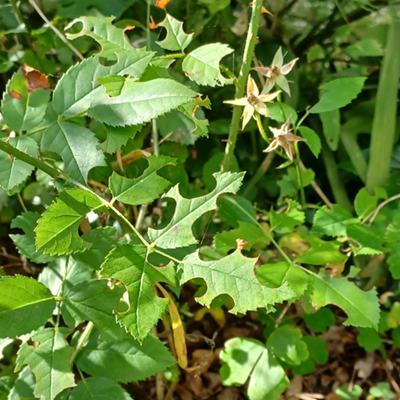 Work of leafcutter bee