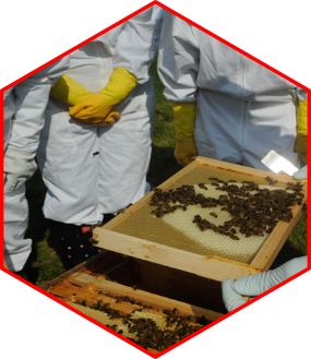 Homo sapiens apiariensis