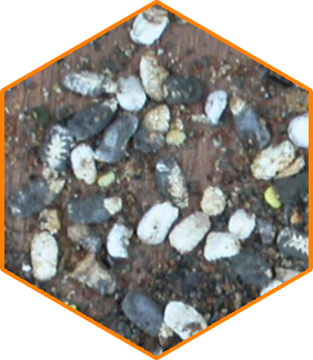 Chalk brood 'mummies' *