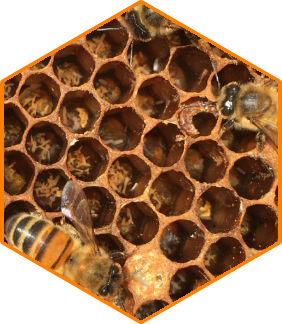 Drone laying workers