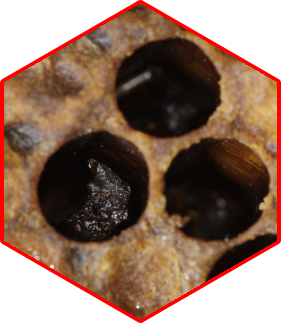 European foul brood scales