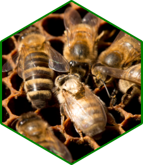 Newly emerged worker