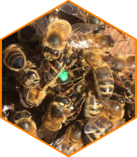 Queen being 'balled'