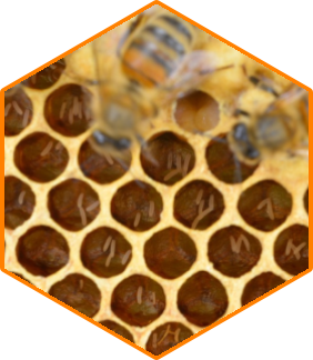 Queen laying problem