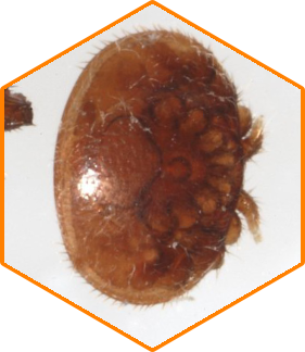 Varroa mite