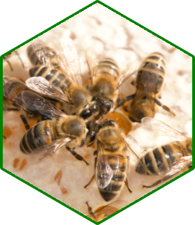 Workers on honey comb