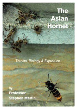 The Asian Hornet