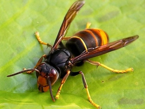 Asian hornet