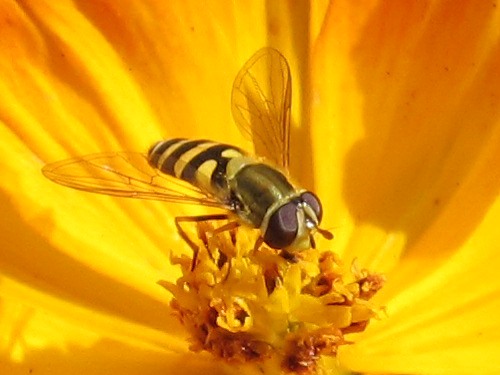 Hoverfly