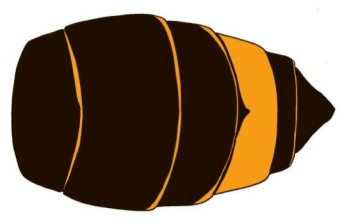 Asian hornet abdomen