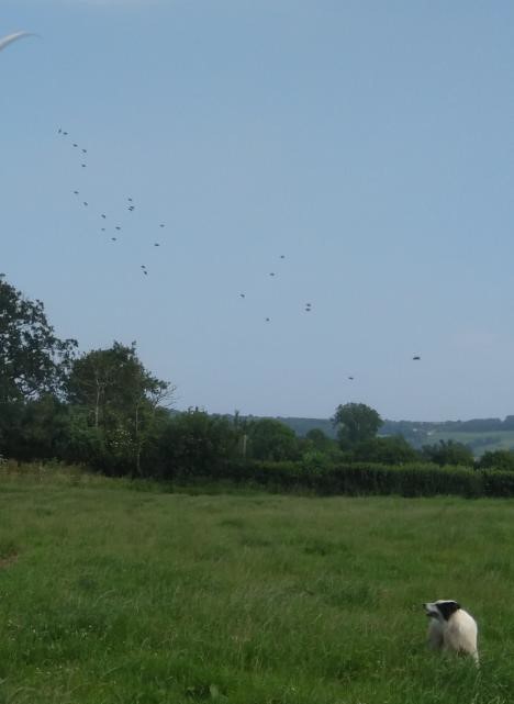 Alfie watching drones