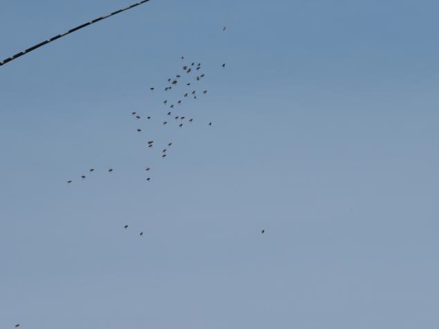 Drones attracted to lure