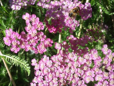 Achillea