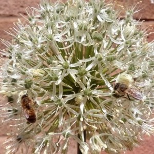 Allium