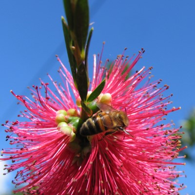 Bottle brush