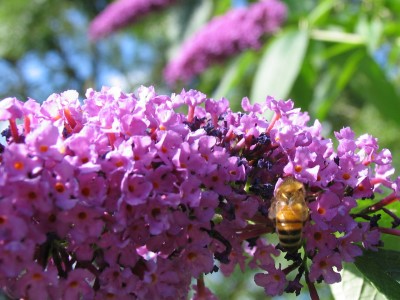 Buddleia